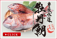 豊後水道　牡丹鯛